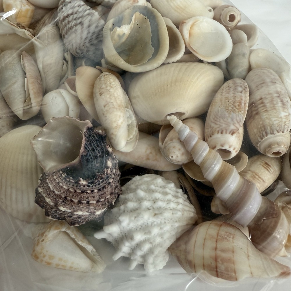 Sea Shells Lot 2 lbs Natural Craft‎ Decor 3" and Smaller Cottagecore Ocean Decor